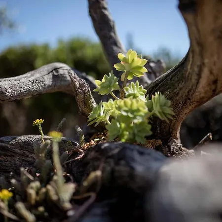 House Stojakovic Banjol