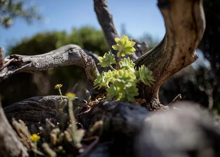 House Stojakovic Banjol